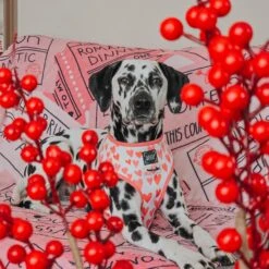 Dog Reversible Harness - Dolce Rose 31 Dog Reversible Harness - Dolce Rose -Furfinity Cheap Shop MANCHASTHEDAL 1 34b5079e 6437 4bb0 8e87 60c7475364c0