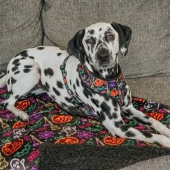 Dog Four Piece Bundle - Neon Frights -Furfinity Cheap Shop MANCHASTHEDAL 2 f1651860 f616 4bc8 ad19 4e57b75554a3