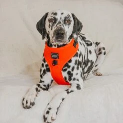 Dog Adjustable Harness - Neon Red -Furfinity Cheap Shop MANCHASTHEDAL 3