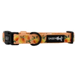 Dog Collar - Mango Tango -Furfinity Cheap Shop MANGO TANGO COLLAR