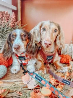 Dog Four Piece Bundle - Teddy -Furfinity Cheap Shop MAPLE.AND .GUS