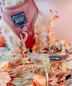 Dog Leash - Teddy -Furfinity Cheap Shop MAPLE.AND 1