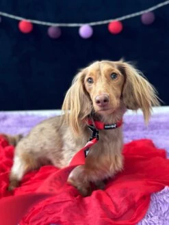 Dog Collar - Neon Red -Furfinity Cheap Shop MAPLE AND GUS 1