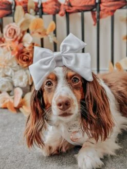Dog Sailor Bow - Pup Of Honor -Furfinity Cheap Shop MAPLE AND GUS 1 da763958 dbc6 4e89 b29b 5ebc804f9d3b