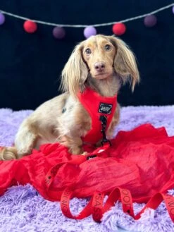 Dog Leash - Neon Red -Furfinity Cheap Shop MAPLE AND GUS 2 4d3d9fcf 694e 4823 8796 896312213ae4