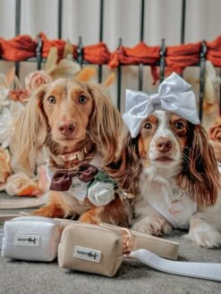 Dog Four Piece Bundle - Pup Of Honor -Furfinity Cheap Shop MAPLE AND GUS 3