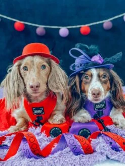 Dog Leash - Neon Red -Furfinity Cheap Shop MAPLE AND GUS 39750103 f8f7 4fd5 b14c 2abff85e80ec