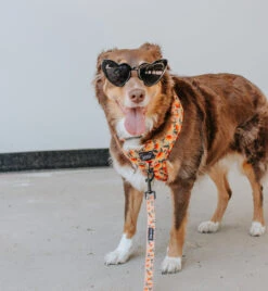 Dog Two Piece Bundle - Mango Tango -Furfinity Cheap Shop MAPLE THE AUSSIE 1