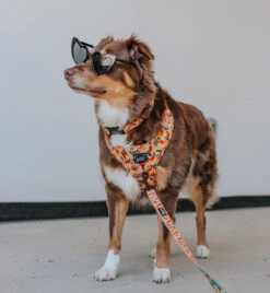 Dog Collar - Mango Tango -Furfinity Cheap Shop MAPLE THE AUSSIE 2