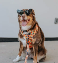 Dog Adjustable Harness - Mango Tango -Furfinity Cheap Shop MAPLE THE AUSSIE 4