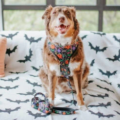 Dog Four Piece Bundle - Neon Frights -Furfinity Cheap Shop MAPLE THE AUSSI 2