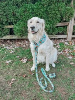 Dog Leash - Glam Goldens -Furfinity Cheap Shop MAPLE THE GOLDEN GIRL 1 d3e36930 14f4 4aad baa4 4394baada014