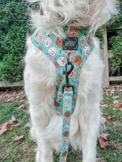 Dog Two Piece Bundle - Glam Goldens 17 Dog Two Piece Bundle - Glam Goldens -Furfinity Cheap Shop MAPLE THE GOLDEN GIRL 2