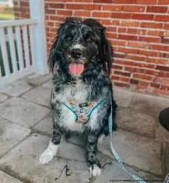 Dog Two Piece Bundle -SpongeBob SquarePants™ Bikini Bottom -Furfinity Cheap Shop MAPLE THE NEWFAUSSIE 4