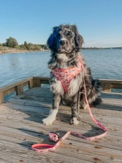 Dog Waste Bag Holder - STAR WARS™ Princess Leia -Furfinity Cheap Shop MAPLE THE NEWFAUSSIE 1 58080e1c fc77 4ee5 861d 46995817122d