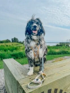 Dog Waste Bag Holder - Sunflower Dreams -Furfinity Cheap Shop MAPLE THE NEWFAUSSIE 1 e1280672 a835 4b48 98ad af6f2ba222ed