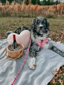 Dog Two Piece Bundle -Picnic Fur Two -Furfinity Cheap Shop MAPLE THE NEWFAUSSIE 2