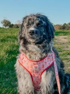 Dog Two Piece Bundle - Western Barbie™ -Furfinity Cheap Shop MAPLE THE NEWFAUSSIE 3