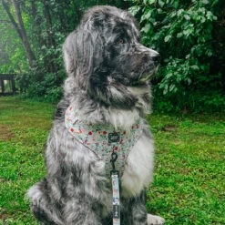 Dog Two Piece Bundle - Disney's Snow White -Furfinity Cheap Shop MAPLE THE NEWFAUSSIE 3a24364a 1b39 46ad b7f9 473fb87075aa