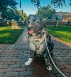 Dog Four Piece Bundle - SpongeBob SquarePants™ Bikini Bottom 31 Dog Four Piece Bundle - SpongeBob SquarePants™ Bikini Bottom -Furfinity Cheap Shop MAPLE THE NEWFAUSSIE 93eb0a4a 6da8 4888 85a7 1428ea3b5602