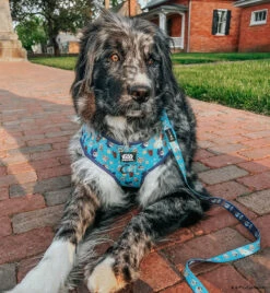 Dog Two Piece Bundle -STAR WARS™ The Mandalorian™ 24 Dog Two Piece Bundle -STAR WARS™ The Mandalorian™ -Furfinity Cheap Shop MAPLE THE NEWFAUSSIE dab6871a a6ac 4596 9196 7a37ded290b8