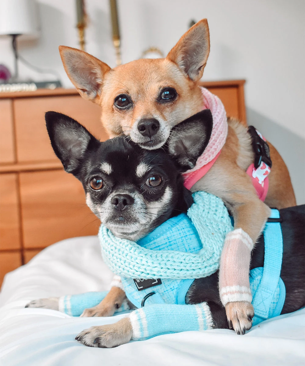 Dog Leg Warmers - Blue 9 Dog Leg Warmers - Blue - Image 7