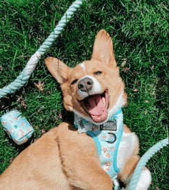 Dog Rope Leash - Mint To Be -Furfinity Cheap Shop MARTINI2