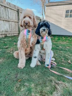 Dog Adjustable Harness - The Night Life -Furfinity Cheap Shop MATILDAROSEGOLDENDODLE 3 7a350c4c c887 48de b0bc b920cd3331a1