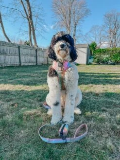 Dog Adjustable Harness - The Night Life -Furfinity Cheap Shop MATILDAROSEGOLDENDODLE 4 effd535d 1c08 475a bd5a baa3361fc12d