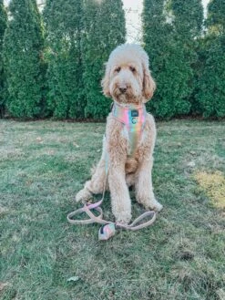 Dog Leash - The Night Life 23 Dog Leash - The Night Life -Furfinity Cheap Shop MATILDAROSEGOLDENDODLE 5 7cf3af8d 49a0 4c3b 88cd d1ddfe96d1bd