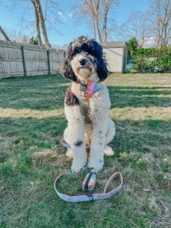 Dog Leash - The Night Life 18 Dog Leash - The Night Life -Furfinity Cheap Shop MATILDAROSEGOLDENDOODLE 1 3a22480c 35eb 4f4f b495 24b99b99b50b