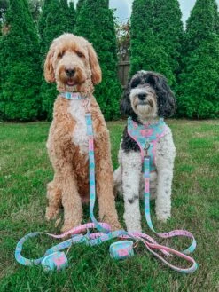 Collar Three Piece Bundle - Polly Pocket™ 23 Collar Three Piece Bundle - Polly Pocket™ -Furfinity Cheap Shop MATILDAROSEGOLDENDOODLE 2