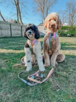 Dog Four Piece Bundle - The Night Life -Furfinity Cheap Shop MATILDAROSEGOLDENDOODLE 2 ab7c8802 d60d 4e62 8d43 11b093685c99