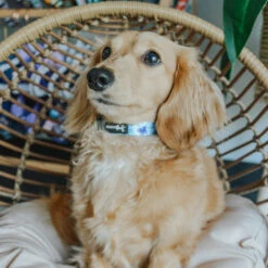 Dog Collar - Berry Sassy -Furfinity Cheap Shop MAYATHEDOX