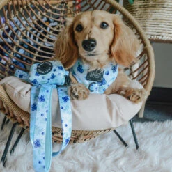 Dog Four Piece Bundle - Berry Sassy -Furfinity Cheap Shop MAYATHEDOX1