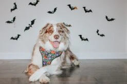 Dog Four Piece Bundle - Neon Frights -Furfinity Cheap Shop MILATHEAUSSIEDOG 1 0af6f629 2ec2 4a48 ad87 7b059bd43f4f