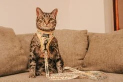 Cat Leash - Sunflower Dreams -Furfinity Cheap Shop MILATHEAUSSIEDOG 1 9b19347b 1d2a 4d33 bdf0 3ff1b6df8707