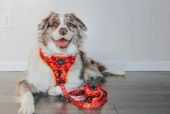 Dog Waste Bag Holder - Lucky Dragon 17 Dog Waste Bag Holder - Lucky Dragon -Furfinity Cheap Shop MILATHEAUSSIEDOG 2 13acf285 09ba 4108 88a2 6bdeb3d3a314