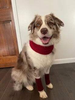 Dog Bundle - Infinity Scarf & Leg Warmers 25 Dog Bundle - Infinity Scarf & Leg Warmers -Furfinity Cheap Shop MILATHEAUSSIEDOG 2 4290cb57 131b 4c3b 9f14 f318ec6d4b23