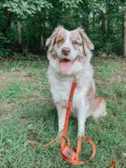 Dog Leash - Foxy -Furfinity Cheap Shop MILATHEAUSSIEDOG 2 84ef8d9f d416 400d a07d 7ebe08316b58