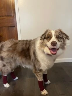 Dog Bundle - Infinity Scarf & Leg Warmers 26 Dog Bundle - Infinity Scarf & Leg Warmers -Furfinity Cheap Shop MILATHEAUSSIEDOG 3 27348233 adf4 4040 b6b2 b985a4a86135