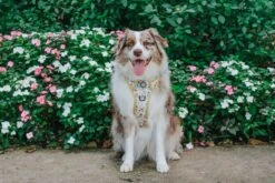 Dog Two Piece Bundle - Sunflower Dreams -Furfinity Cheap Shop MILATHEAUSSIEDOG 3 aa27d4b2 f067 4d3d 908b 9727e6a5929c