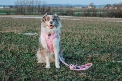 Dog Four Piece Bundle - Strawberry Milk -Furfinity Cheap Shop MILATHEAUSSIEDOG 3 ebd5fa6d 09a6 4e52 9325 6b305b9a4937