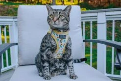 Cat Bundle - Sunflower Dreams -Furfinity Cheap Shop MILATHEAUSSIEDOG 4