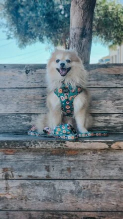 Dog Adjustable Harness - Pawfect Poms -Furfinity Cheap Shop MILKTEA POM 2