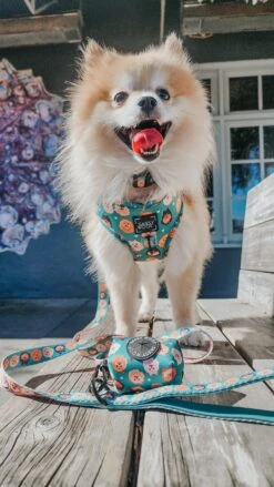 Dog Four Piece Bundle - Pawfect Poms -Furfinity Cheap Shop MILKTEA POM 3