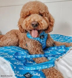 Dog Two Piece Bundle - KEN™ -Furfinity Cheap Shop MILO GLDNDOODLE 2