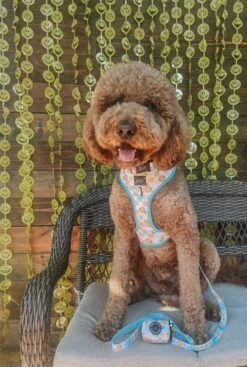 Dog Four Piece Bundle - Mush Love -Furfinity Cheap Shop MILO GLDNDOODLE 3 600af4e9 79a4 4434 8213 f9f0bbd47d31