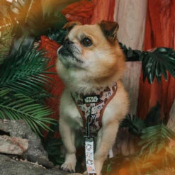 Dog Two Piece Bundle -STAR WARS™ The Rebel Alliance -Furfinity Cheap Shop MILO REBELALLIANCE 1