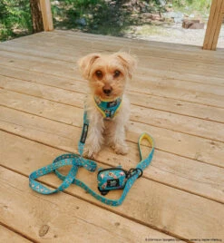 Dog Waste Bag Holder - SpongeBob SquarePants™ Jelly Fishin' 17 Dog Waste Bag Holder - SpongeBob SquarePants™ Jelly Fishin' -Furfinity Cheap Shop MILO THE MORKIE 5 b2a1ee01 1b74 4e36 ad3a 54992b40c75d